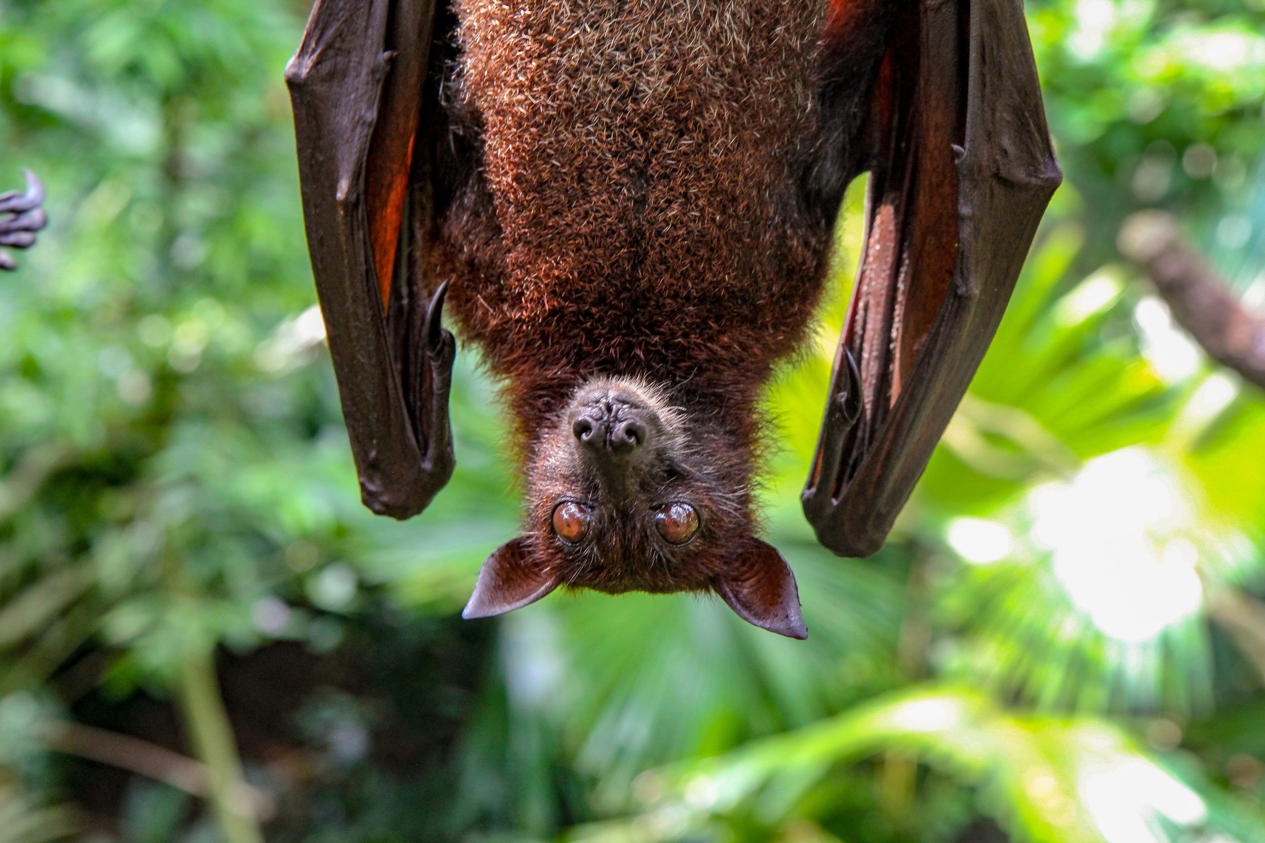 Le muerde un murciélago y muere varios meses después por un raro virus: no, no es la rabia